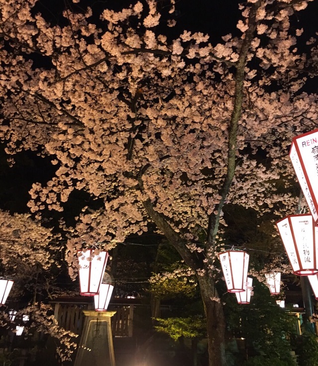 夜桜