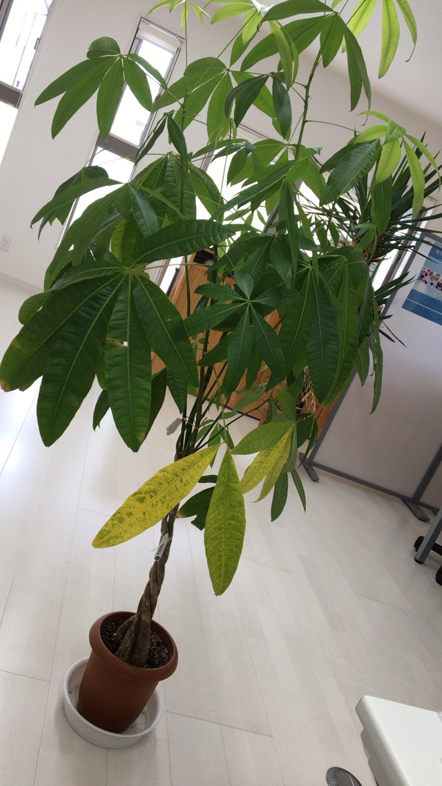 葉