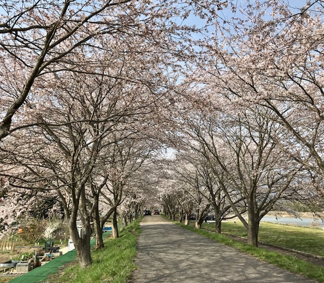 桜のトンネル