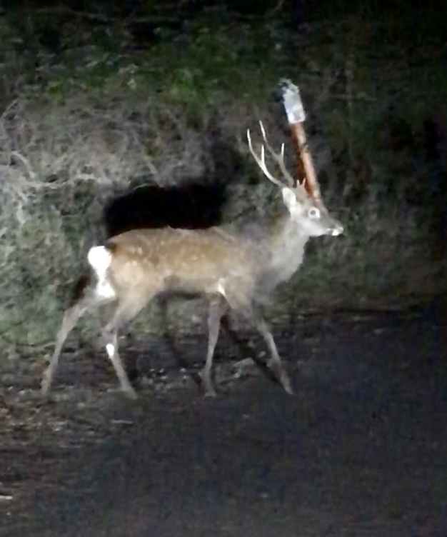 野生の