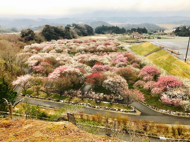 梅の花