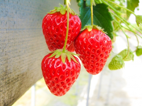 いちご狩り🍓❤