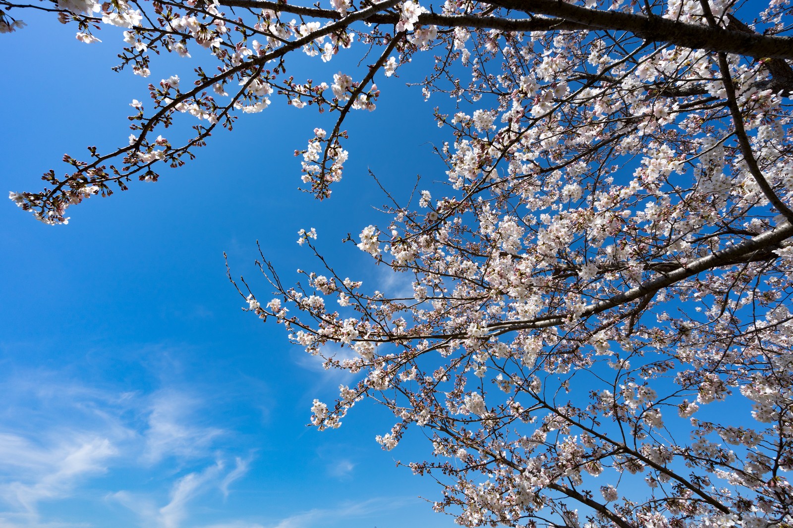 春っぽい☺🌸