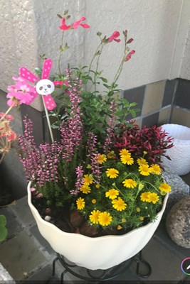 寄せ植え