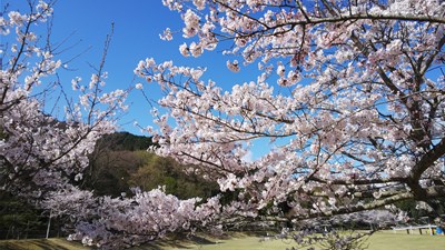桜餅