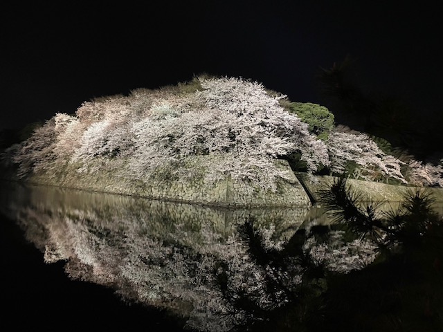 桜🌸