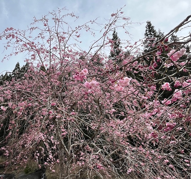 🌸🌸 桜 🌸🌸