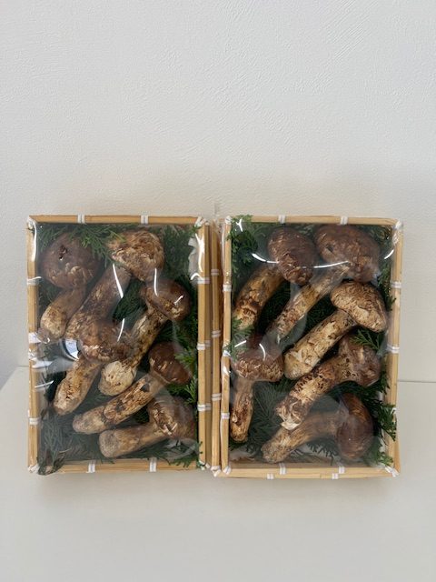 松茸🍄‍🟫